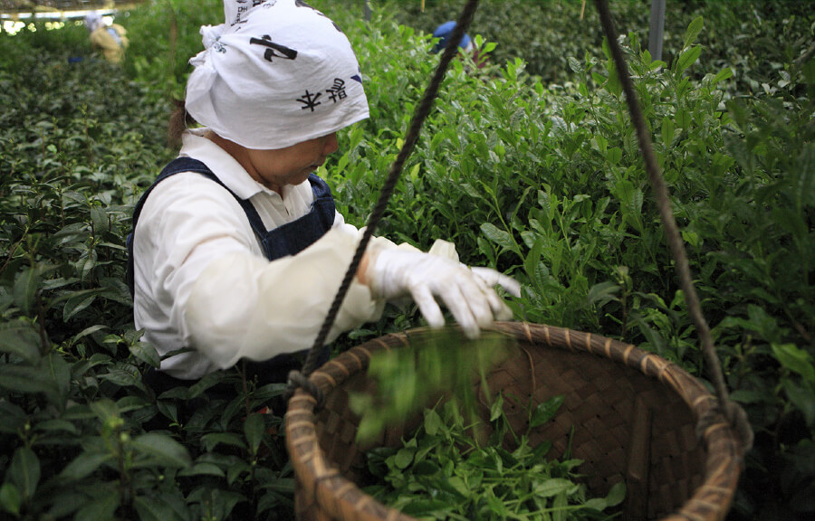 「茶の菓」茶畑の写真